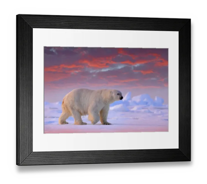 Framed Print : Polar Bear (Ursus maritimus) adult on snowy drift ice in sunset, Canada Framed Print : Polar Bear (Ursus maritimus) adult on snowy drift ice in sunset, Canada