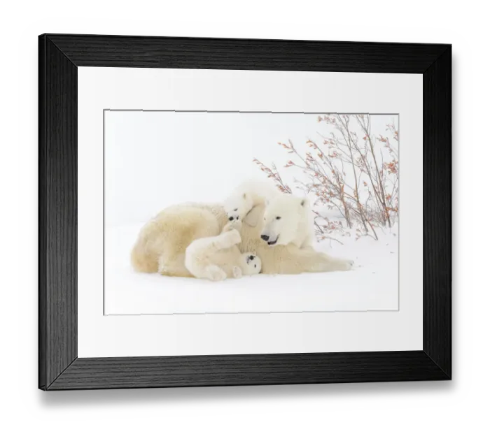 Framed Print : Polar Bear (Ursus maritimus) mother lying down on snow-covered tundra with two new born Framed Print : Polar Bear (Ursus maritimus) mother lying down on snow-covered tundra with two new born