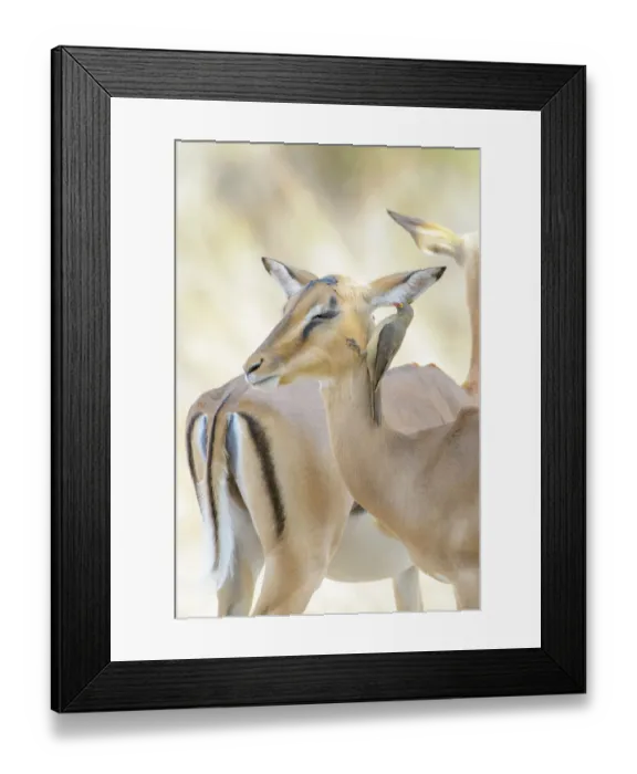 Framed Print : Two Impalas (Aepyceros melampus) and a Red-billed oxpecker (Buphagus erythrorhyncus), Kruger National Park, South Africa Framed Print : Two Impalas (Aepyceros melampus) and a Red-billed oxpecker (Buphagus erythrorhyncus), Kruger National Park, South Africa