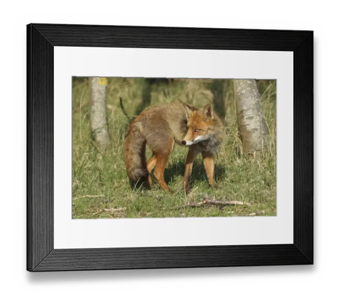 Framed Print : Red Fox (Vulpes vulpes) in the dunes, Noord-Holland, The Netherlands Framed Print : Red Fox (Vulpes vulpes) in the dunes, Noord-Holland, The Netherlands