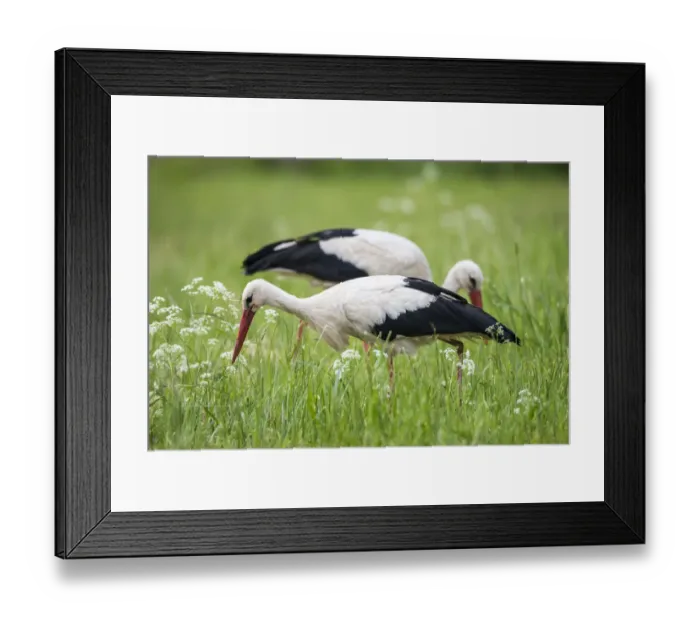 Framed Print : White storks (Ciconia ciconia) feeding on insects in meadow, Tartu region, Estonia, Tartu region, Estonia Framed Print : White storks (Ciconia ciconia) feeding on insects in meadow, Tartu region, Estonia, Tartu region, Estonia