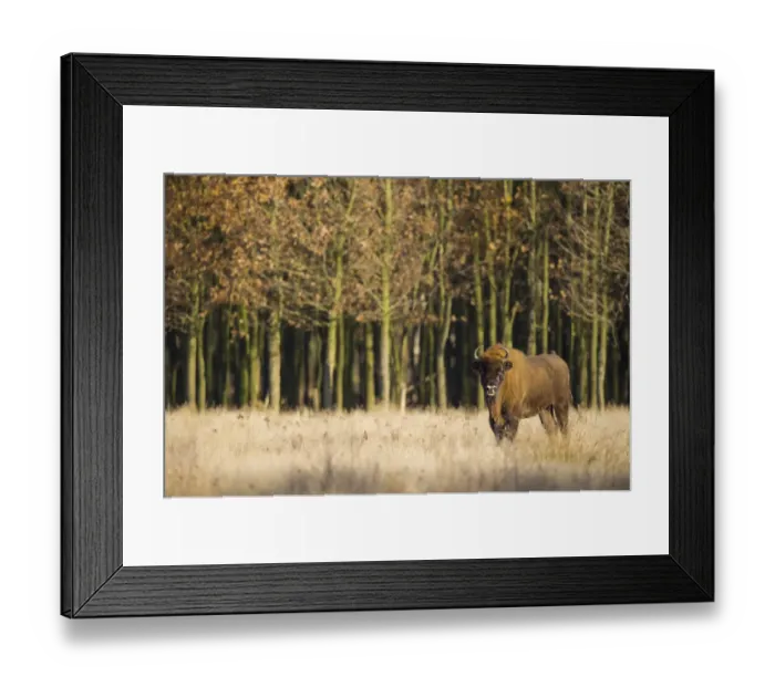Framed Print : European Bison in front off autumn forest, The Mshorst, The Netherlands Framed Print : European Bison in front off autumn forest, The Mshorst, The Netherlands