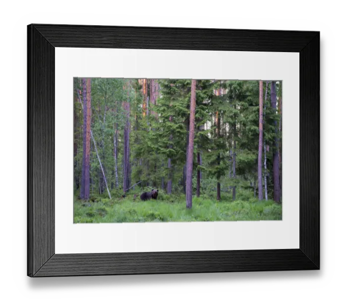 Framed Print : European brown bear (Ursus arctos arctos) in Scots pine (Pinus sylvestris) forest at twilight, Ida-Viru region, Estonia, Ida-Viru region, Estonia Framed Print : European brown bear (Ursus arctos arctos) in Scots pine (Pinus sylvestris) forest at twilight, Ida-Viru region, Estonia, Ida-Viru region, Estonia