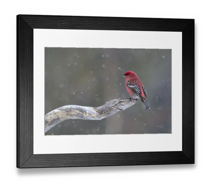 Framed Print : Pine Grosbeak (Pinicola enucleator) male perched on branch in the snow, Finland Framed Print : Pine Grosbeak (Pinicola enucleator) male perched on branch in the snow, Finland
