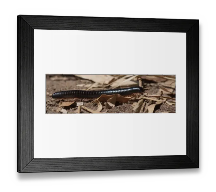 Framed Print : Giant African Millipede (Archispirostreptus gigas) walking through leaves, Malawi