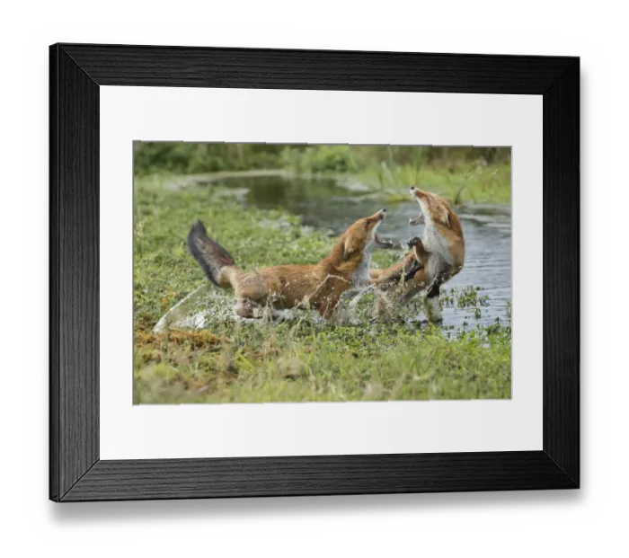 Framed Print : Red Fox (Vulpes vulpes) fighting over territory, The Netherlands Framed Print : Red Fox (Vulpes vulpes) fighting over territory, The Netherlands