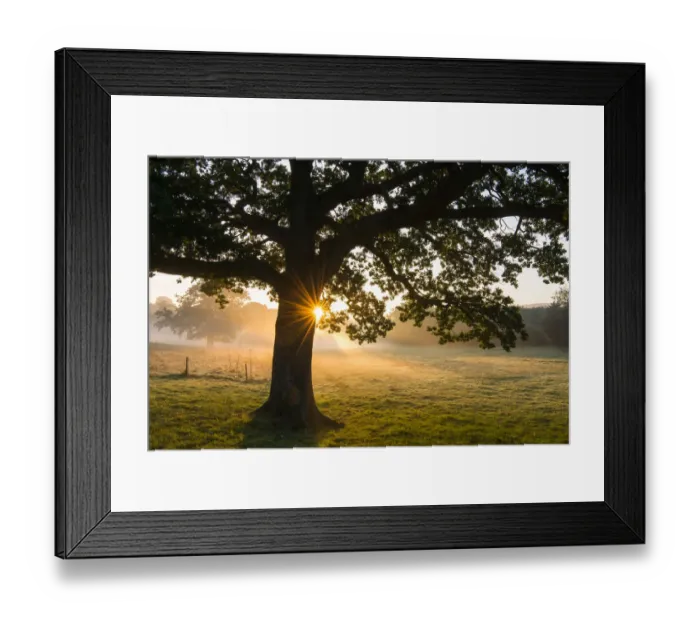 Framed Print : Oak tree (Quercus robur) at sunrise, Ashdown Forest, Sussex, United Kingdom Framed Print : Oak tree (Quercus robur) at sunrise, Ashdown Forest, Sussex, United Kingdom