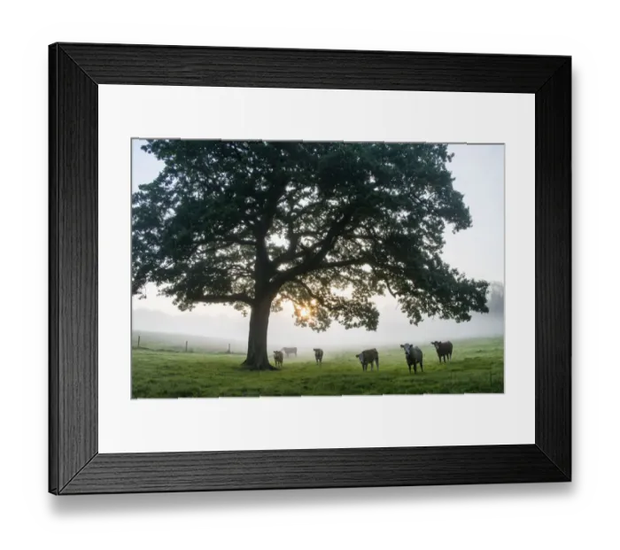 Framed Print : Cattle (Hereford breed) under oak tree (Quercus robur) in pasture at dawn, Ashdown Forest, Sussex, United Kingdom Framed Print : Cattle (Hereford breed) under oak tree (Quercus robur) in pasture at dawn, Ashdown Forest, Sussex, United Kingdom
