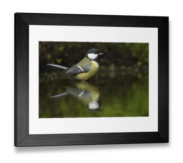 Framed Print : A Great Tit (Parus major) with reflection in the water, Gelderland, The Netherlands Framed Print : A Great Tit (Parus major) with reflection in the water, Gelderland, The Netherlands