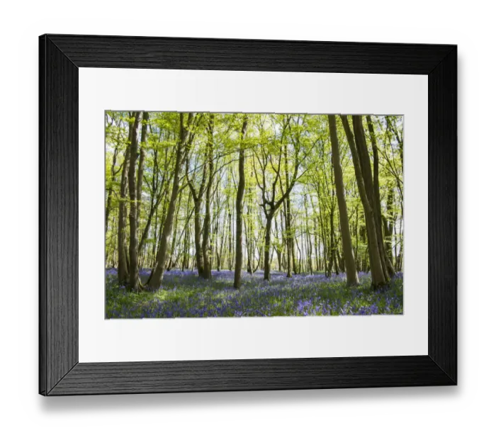 Framed Print : Bluebells (Hyacinthoides non-scripta) in beech woods, Sussex, United Kingdom Framed Print : Bluebells (Hyacinthoides non-scripta) in beech woods, Sussex, United Kingdom
