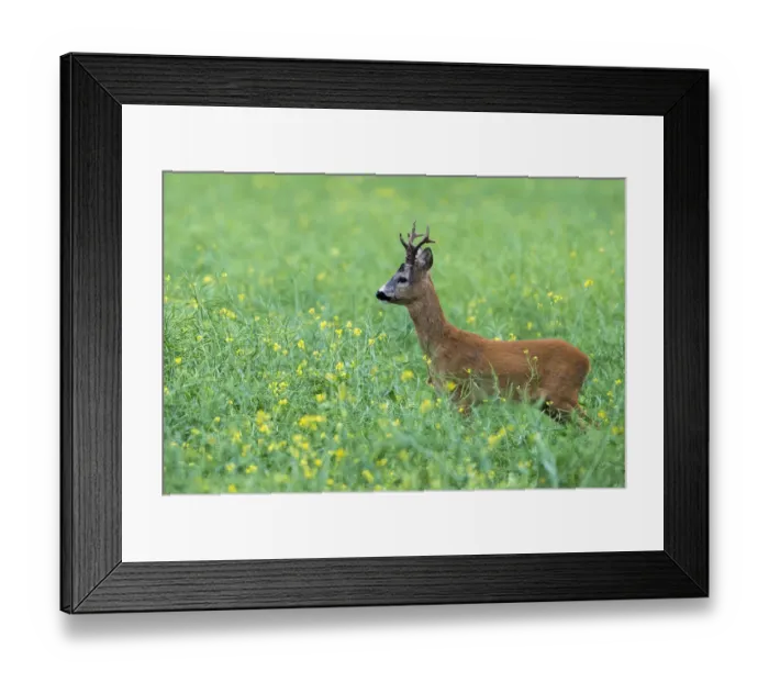 Framed Print : Roebuck (Capreolus capreolus) (male roe feer) in field, Tartu region, Estonia, Tartu region, Estonia Framed Print : Roebuck (Capreolus capreolus) (male roe feer) in field, Tartu region, Estonia, Tartu region, Estonia