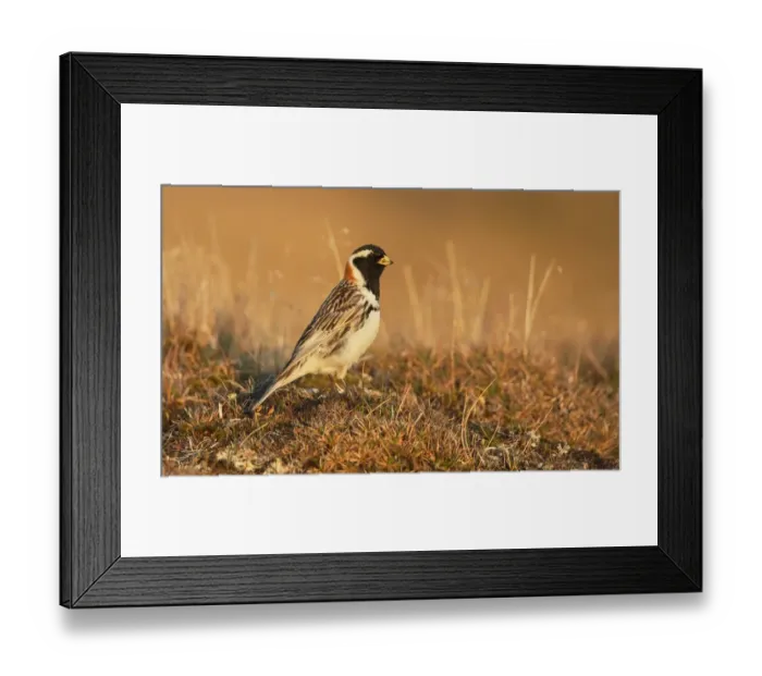 Framed Print : Lapland Bunting (Calcarius Lapponicus), on the tundra, North Slope, Point Barrow, Alaska, United States Framed Print : Lapland Bunting (Calcarius Lapponicus), on the tundra, North Slope, Point Barrow, Alaska, United States