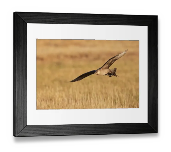 Framed Print : Arctic Skua (Stercorarius Parasiticus) flying on the tundra, North Slope, Point Barrow, Alaska, United States Framed Print : Arctic Skua (Stercorarius Parasiticus) flying on the tundra, North Slope, Point Barrow, Alaska, United States