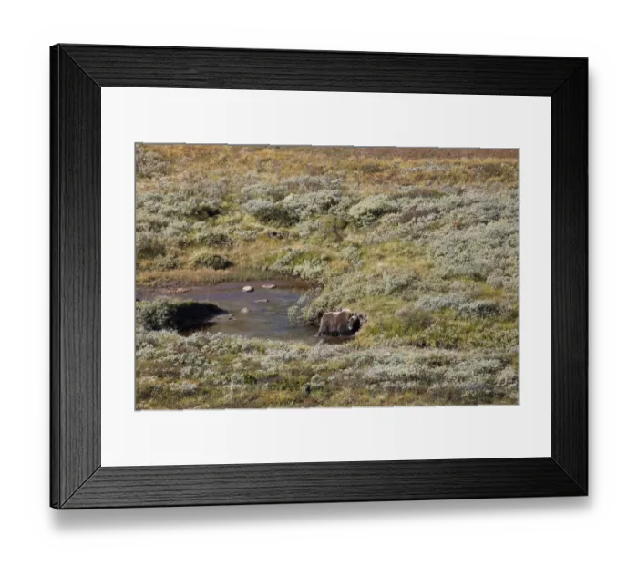 Framed Print : muskox (Ovibos moschatus) male in litle pond in landscape, Dovrefjell, Kongsvoll, Norway Framed Print : muskox (Ovibos moschatus) male in litle pond in landscape, Dovrefjell, Kongsvoll, Norway