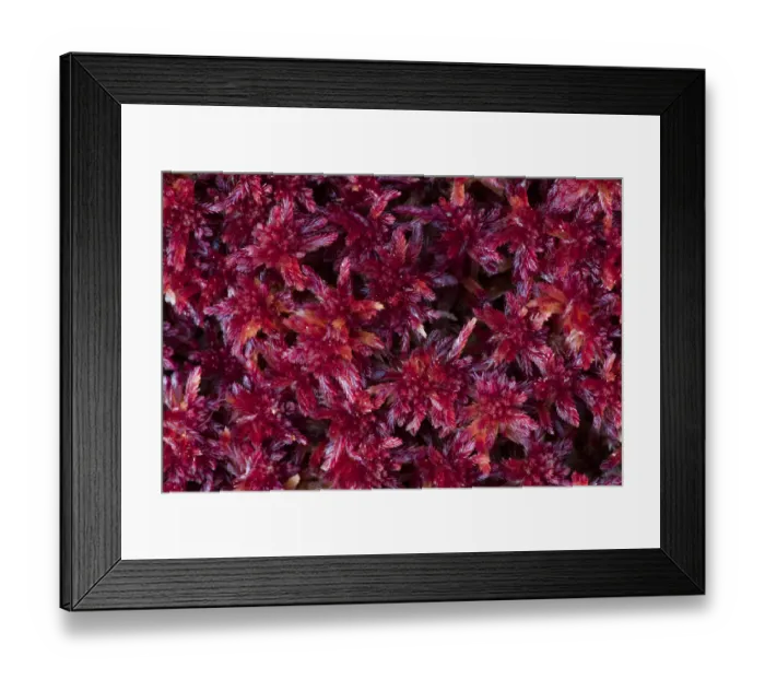 Framed Print : close-up of colored peat-moss (Sphagnum sp. ), Langsua National Park, Gausdal, Norway Framed Print : close-up of colored peat-moss (Sphagnum sp. ), Langsua National Park, Gausdal, Norway