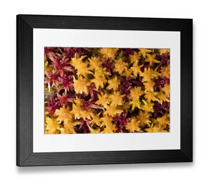 Framed Print : close-up of colored peat-moss, Langsua National Park, Gausdal, Norway Framed Print : close-up of colored peat-moss, Langsua National Park, Gausdal, Norway
