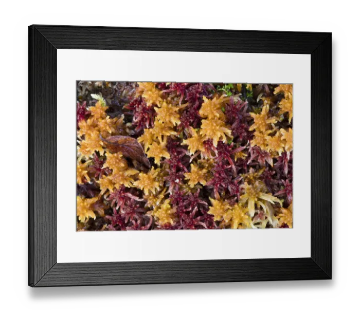 Framed Print : close-up of colored peat-moss, Langsua National Park, Gausdal, Norway Framed Print : close-up of colored peat-moss, Langsua National Park, Gausdal, Norway