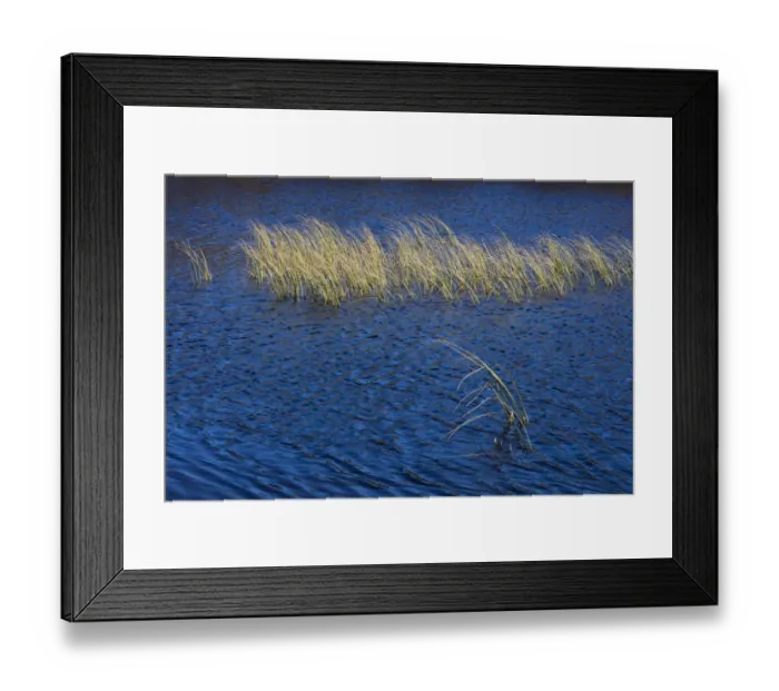 Framed Print : rush vegitation in blue colored pond, Langsua National Park, Gausdal, Norway Framed Print : rush vegitation in blue colored pond, Langsua National Park, Gausdal, Norway