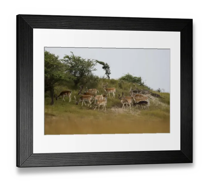 Framed Print : group of male fallow deer (Dama dama) fouraging in dune landscape, Amsterdamse waterleidingduinen, The Netherlands Framed Print : group of male fallow deer (Dama dama) fouraging in dune landscape, Amsterdamse waterleidingduinen, The Netherlands