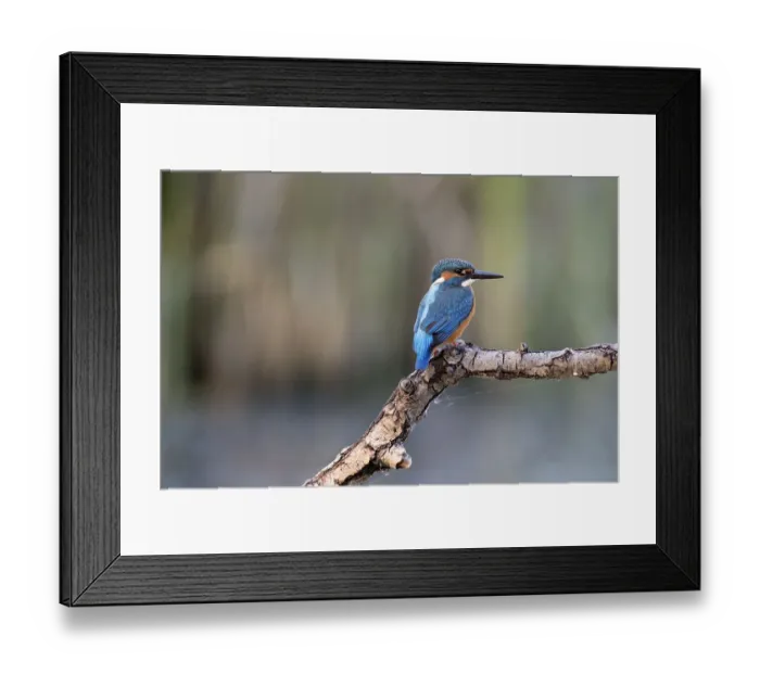 Framed Print : common kingfisher (Alcedo atthis)male resting on branche, Lepelaarsplassen, Netherlands Framed Print : common kingfisher (Alcedo atthis)male resting on branche, Lepelaarsplassen, Netherlands