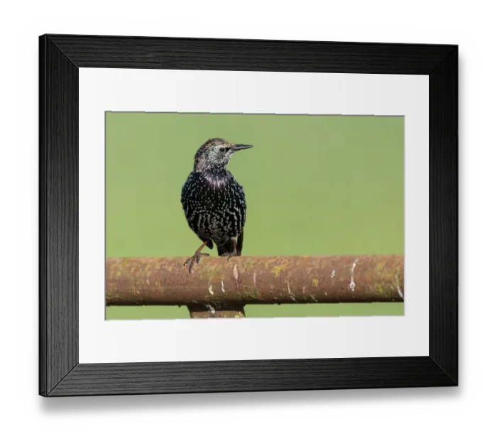 Framed Print : Common Starling (Sturnus vulgaris) perched on a rusty fence, polder Arkemheen, The netherlands Framed Print : Common Starling (Sturnus vulgaris) perched on a rusty fence, polder Arkemheen, The netherlands