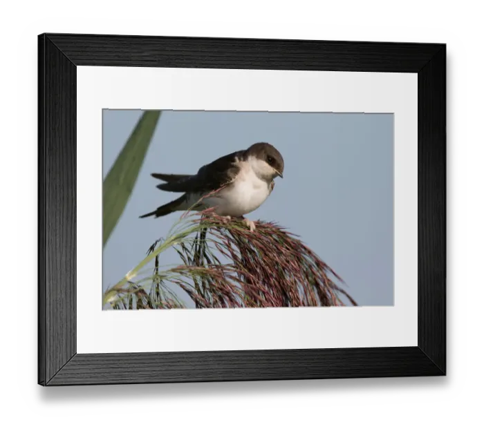 Framed Print : Common House Martin (Delichon urbica) perched on reed, polder Arkemheen, The Netherlands Framed Print : Common House Martin (Delichon urbica) perched on reed, polder Arkemheen, The Netherlands