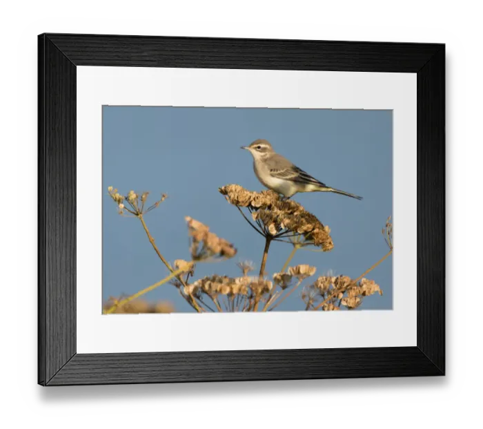 Framed Print : Yellow Wagtail (Motacilla flava) perched on Common Hogweed (Heracleum sphondylium), Oostvaardersdijk, The Netherlands Framed Print : Yellow Wagtail (Motacilla flava) perched on Common Hogweed (Heracleum sphondylium), Oostvaardersdijk, The Netherlands