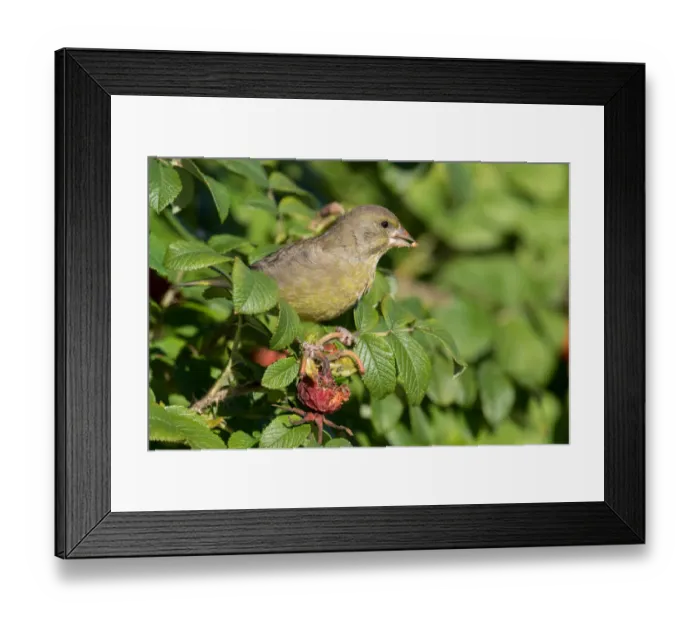 Framed Print : Eurasian Greenfinch (Carduelis chloris) foraging on rose hips, Horsterwold, The Netherlands Framed Print : Eurasian Greenfinch (Carduelis chloris) foraging on rose hips, Horsterwold, The Netherlands