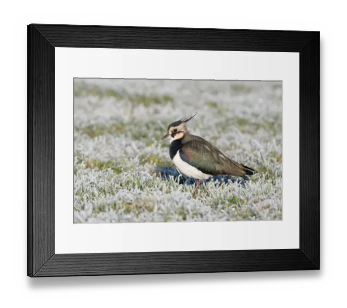 Framed Print : Northern Lapwing (Vanellus vanellus) resting on frozen meadow, polder Arkemheen, The Netherlands Framed Print : Northern Lapwing (Vanellus vanellus) resting on frozen meadow, polder Arkemheen, The Netherlands