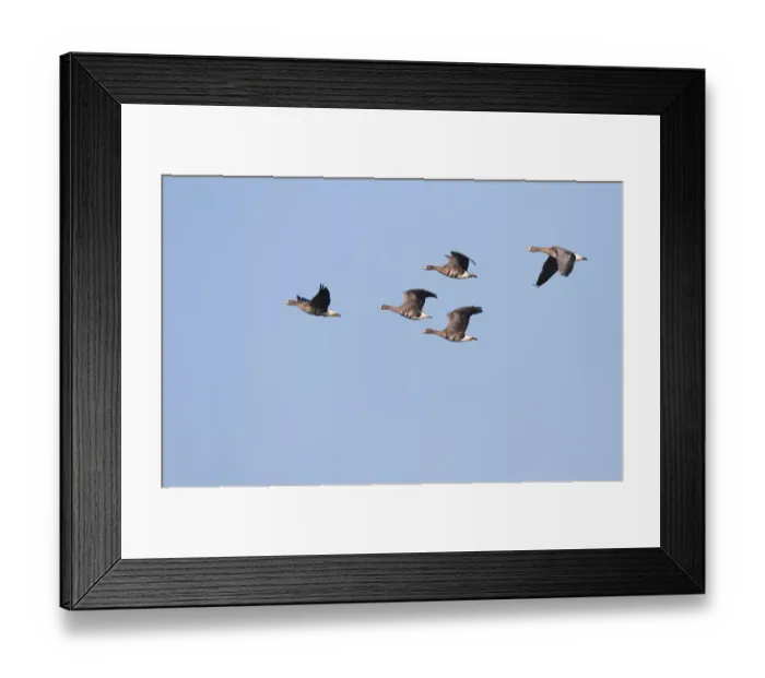 Framed Print : White-fronted Goose (Anser albifrons) group in flight, polder Arkemheen, The Netherlands Framed Print : White-fronted Goose (Anser albifrons) group in flight, polder Arkemheen, The Netherlands