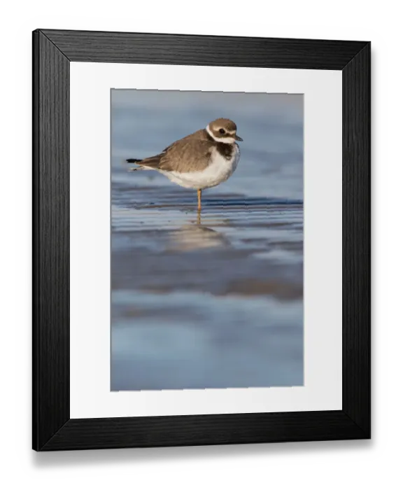 Framed Print : Common Ringed Plover (Charadrius hiaticula) resting on the beach, beach IJmuiden, The Netherlands Framed Print : Common Ringed Plover (Charadrius hiaticula) resting on the beach, beach IJmuiden, The Netherlands