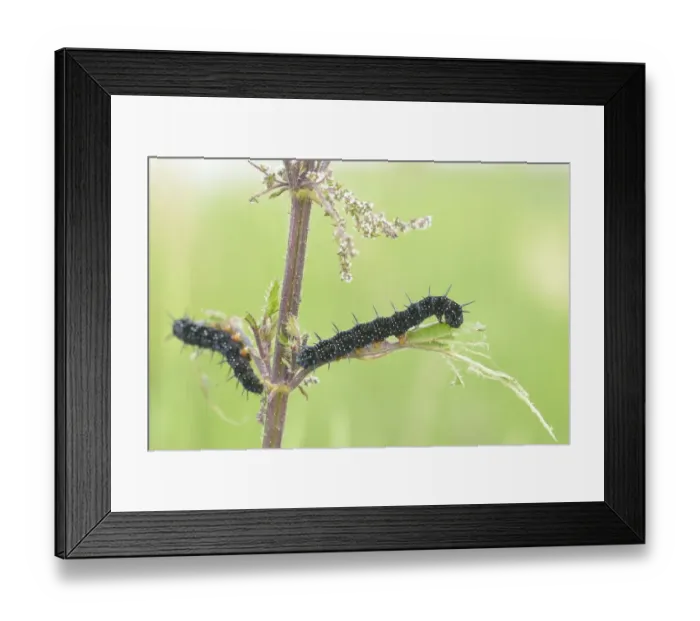 Framed Print : Peacock Butterfly (Aglais io) caterpillar perching on a Common Nettle (Urtica dioica), Zalkerbos, Overijssel, The Netherlands Framed Print : Peacock Butterfly (Aglais io) caterpillar perching on a Common Nettle (Urtica dioica), Zalkerbos, Overijssel, The Netherlands