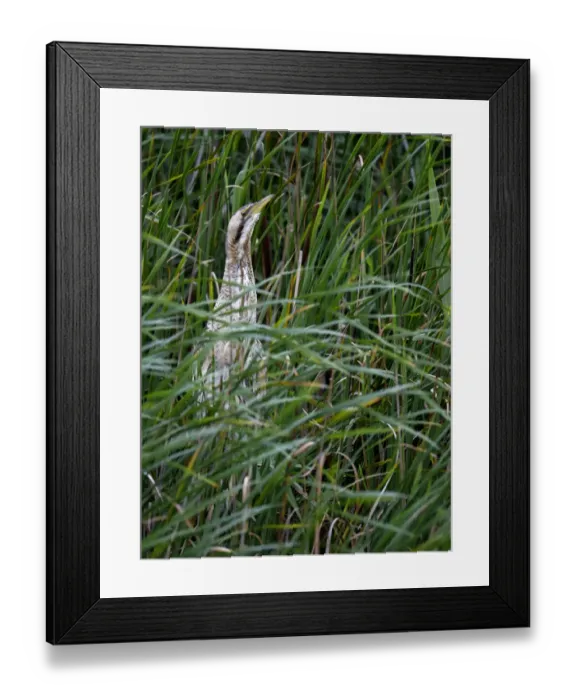 Framed Print : Great Bittern (Botaurus stellaris) perched on reedstems and looks at camera, Dronten, Flevoland, the Netherlands Framed Print : Great Bittern (Botaurus stellaris) perched on reedstems and looks at camera, Dronten, Flevoland, the Netherlands