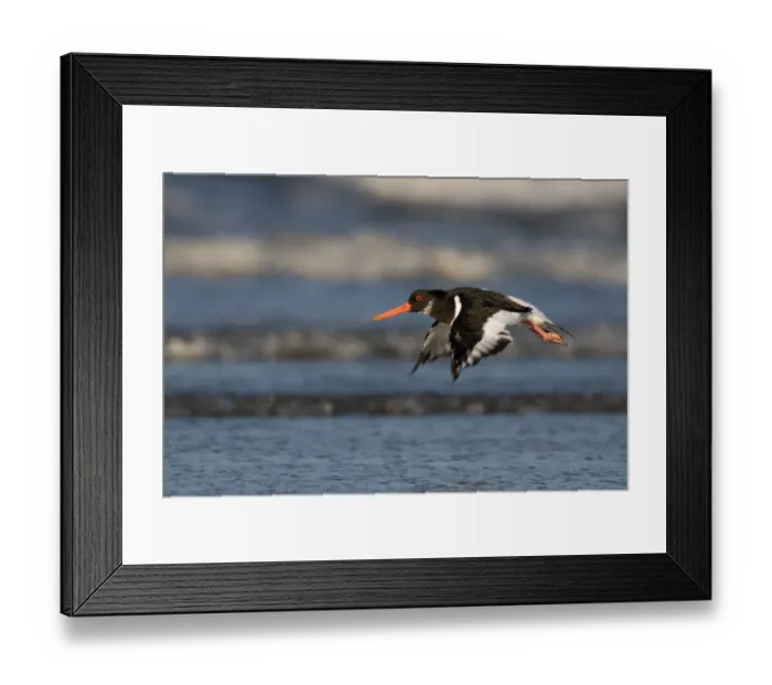 Framed Print : Eurasian Oystercatcher (Haematopus ostralegus) in flight over the surf, beach IJmuiden, The Netherlands Framed Print : Eurasian Oystercatcher (Haematopus ostralegus) in flight over the surf, beach IJmuiden, The Netherlands