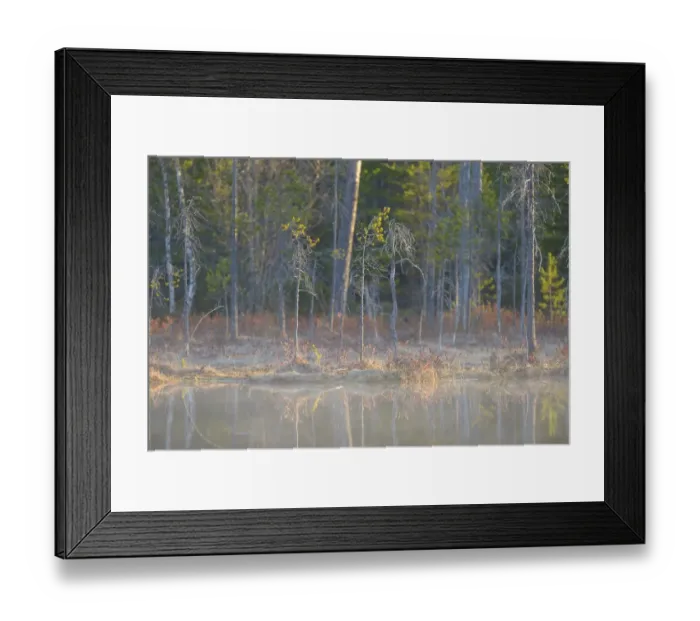 Framed Print : Trees and plants of a boreal forest are reflecting in the water of a forest pond, Kuhmo, Kainuu, Finland Framed Print : Trees and plants of a boreal forest are reflecting in the water of a forest pond, Kuhmo, Kainuu, Finland