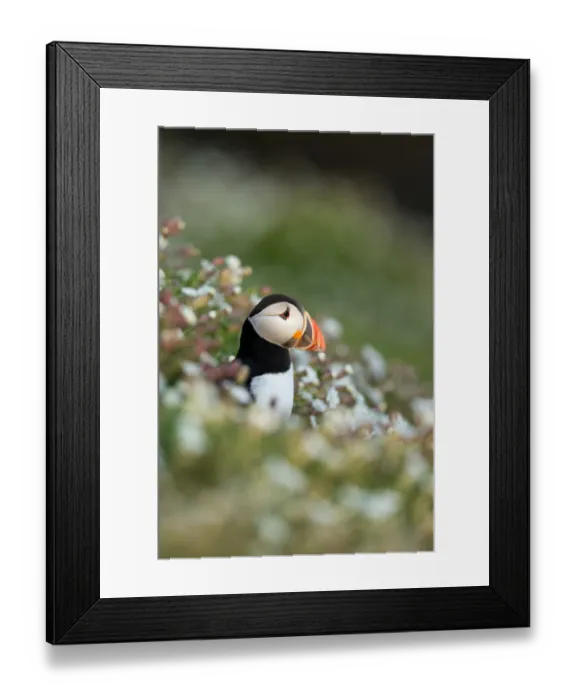 Framed Print : Puffin emerging from burrow in evening sun, Fair Isle, Scotland Framed Print : Puffin emerging from burrow in evening sun, Fair Isle, Scotland