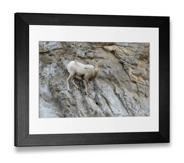 Framed Print : Bighorn Sheep (Ovis canadensis) male, ram, standing on cliff, looking at camera, National Elk refuge, Jackson, Wyoming, USA, Grand Teton National Park, Wyoming, USA Framed Print : Bighorn Sheep (Ovis canadensis) male, ram, standing on cliff, looking at camera, National Elk refuge, Jackson, Wyoming, USA, Grand Teton National Park, Wyoming, USA