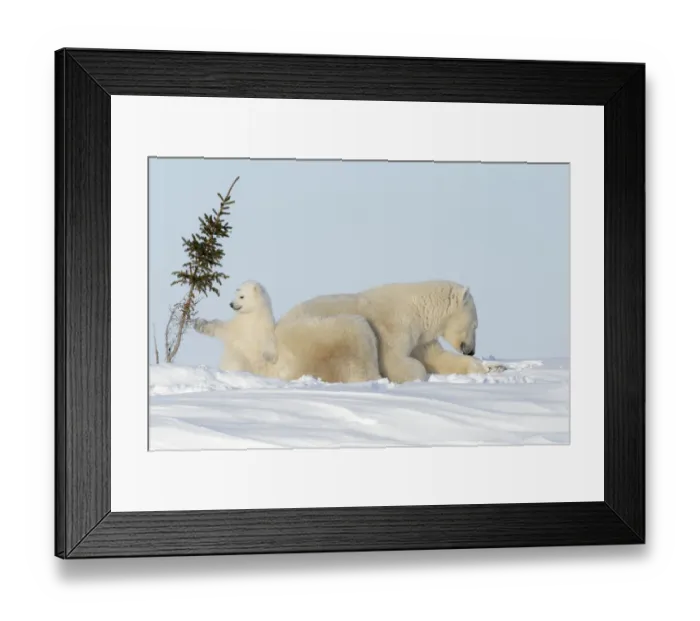Framed Print : Polar bear mother (Ursus maritimus) with new born cub playing with tree, Wapusk National Park, Manitoba, Canada, Wapusk National Park, Manitoba, Canada Framed Print : Polar bear mother (Ursus maritimus) with new born cub playing with tree, Wapusk National Park, Manitoba, Canada, Wapusk National Park, Manitoba, Canada