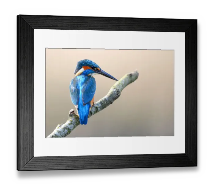 Framed Print : Common Kingfisher (Alcedo Atthis) male, perched on a branch, Wisentbos, Dronten, Flevoland, the Netherlands Framed Print : Common Kingfisher (Alcedo Atthis) male, perched on a branch, Wisentbos, Dronten, Flevoland, the Netherlands