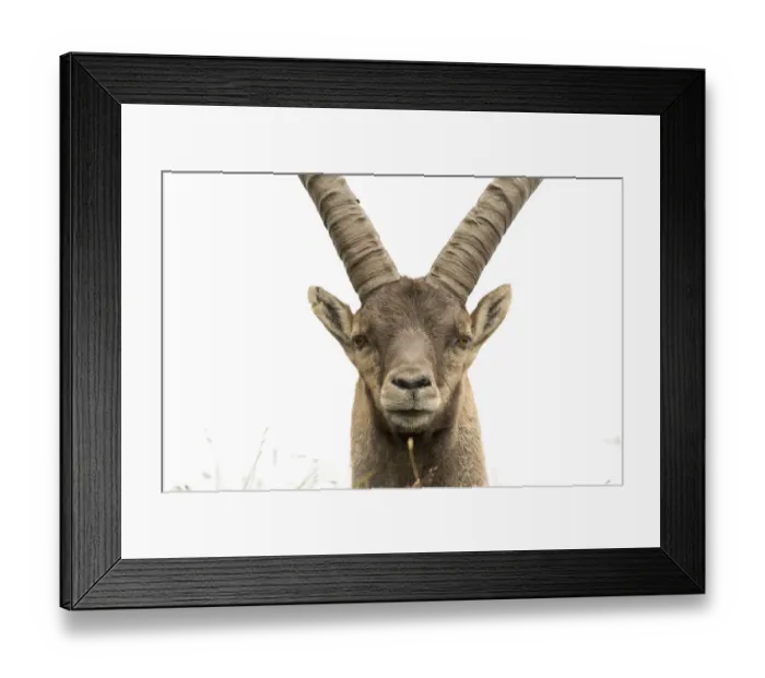 Framed Print : Close up of an Alpine ibex (Capra ibex), Austria Framed Print : Close up of an Alpine ibex (Capra ibex), Austria