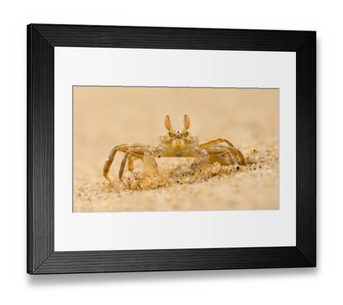 Framed Print : Ghost crab (Ocypode brevicornis) sitting next to its burrow, Yala national park, Sri Lanka Framed Print : Ghost crab (Ocypode brevicornis) sitting next to its burrow, Yala national park, Sri Lanka