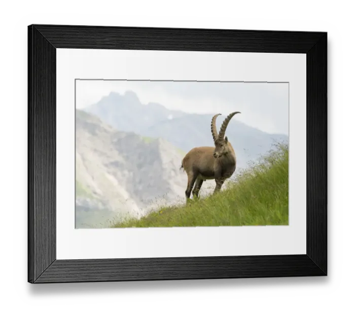 Framed Print : Alpine ibex (Capra ibex) standing in front of alpine view, Austria Framed Print : Alpine ibex (Capra ibex) standing in front of alpine view, Austria