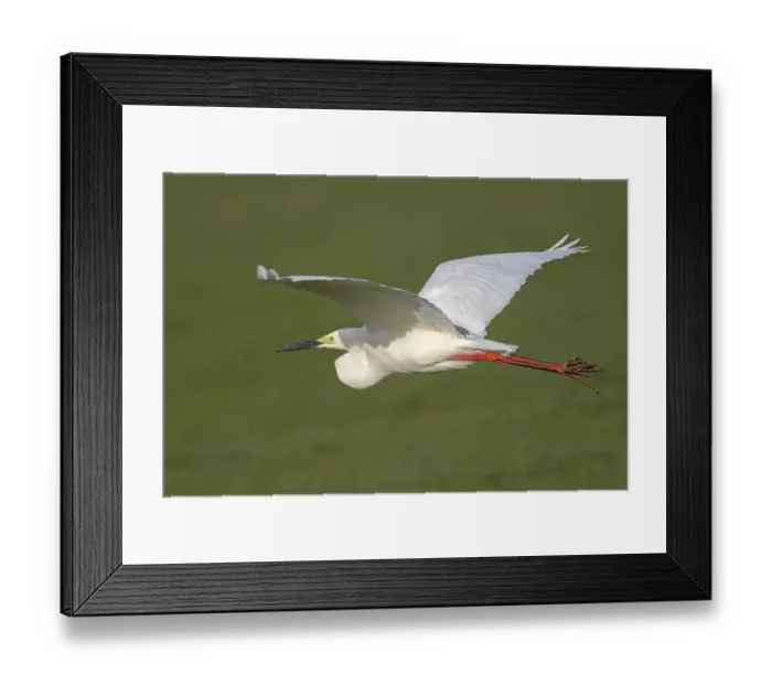 Framed Print : Great Egret (Ardea alba) in breeding plumage, fly-by, Flevoland, the Netherlands Framed Print : Great Egret (Ardea alba) in breeding plumage, fly-by, Flevoland, the Netherlands