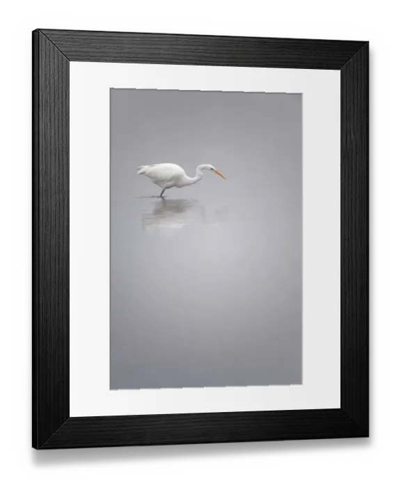 Framed Print : Great Egret (Ardea Alba) hunting in the water, oostvaardersplassen, Flevoland, the Netherlands Framed Print : Great Egret (Ardea Alba) hunting in the water, oostvaardersplassen, Flevoland, the Netherlands