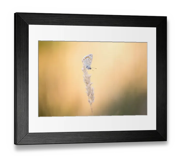 Framed Print : Common Blue (Polyommatus icarus) on seedhead at sunset, Zeeland, The Netherlands Framed Print : Common Blue (Polyommatus icarus) on seedhead at sunset, Zeeland, The Netherlands