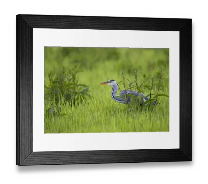 Framed Print : Grey Heron (Ardea Cinerea) hunting in the swamp and looking at camera, IJssel, Kampen, Overijssel, the Netherlands Framed Print : Grey Heron (Ardea Cinerea) hunting in the swamp and looking at camera, IJssel, Kampen, Overijssel, the Netherlands
