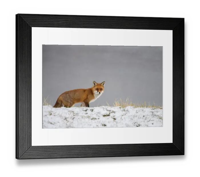 Framed Print : Red Fox (Vulpes Vulpes) in the snow, walking by and looking at camera, Roggebot, Dronten, Flevoland, the Netherlands Framed Print : Red Fox (Vulpes Vulpes) in the snow, walking by and looking at camera, Roggebot, Dronten, Flevoland, the Netherlands