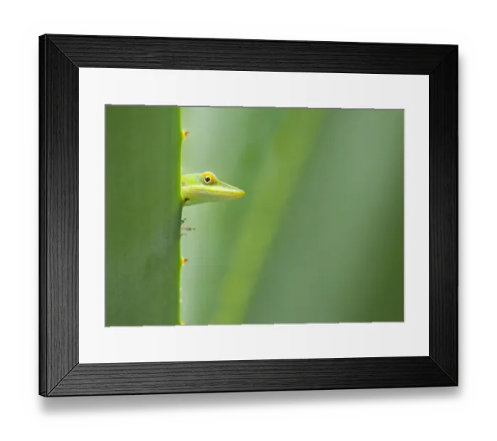 Framed Print : Male Allisons anole (Anolis allisoni) looking at camera, Roatan, Honduras Framed Print : Male Allisons anole (Anolis allisoni) looking at camera, Roatan, Honduras