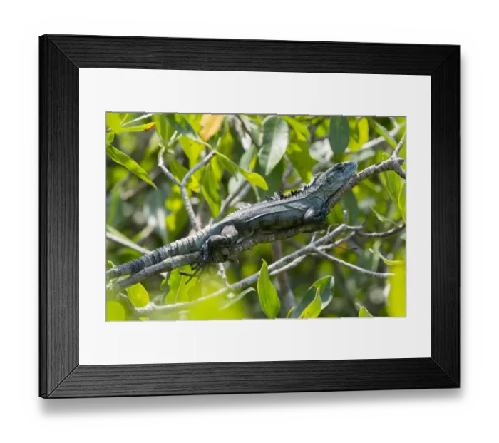 Framed Print : Basking Utila Spiny-tailed Iguana (Ctenosaura bakeri) adult, Utila, Honduras Framed Print : Basking Utila Spiny-tailed Iguana (Ctenosaura bakeri) adult, Utila, Honduras
