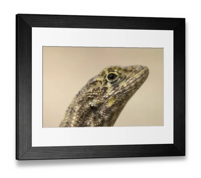 Framed Print : Grand Cayman curly-tailed lizard (Leiocephalus carinatus varius) close up, Grand Cayman, Cayman islands Framed Print : Grand Cayman curly-tailed lizard (Leiocephalus carinatus varius) close up, Grand Cayman, Cayman islands